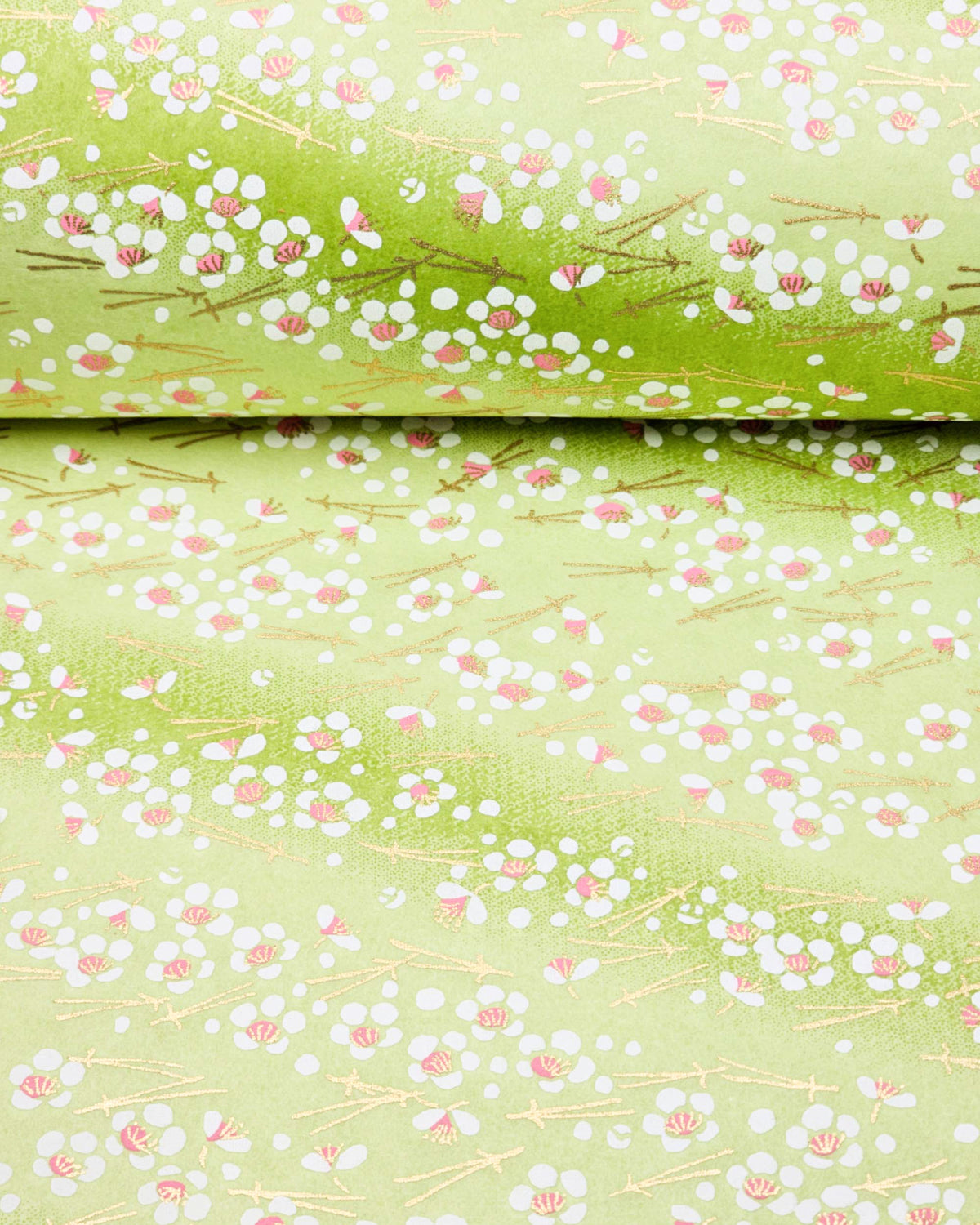 Japanese chiyogami paper featuring small white plum blossom with pink centers and gold matsuba (pine needles) on a green gradient background with metallic gold details, shown rolled to highlight the design.