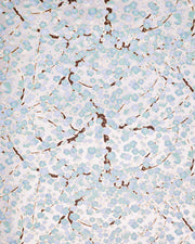 Japanese chiyogami paper featuring light turquoise and white plum blossom trees with brown branches on a silver background with metallic gold details.