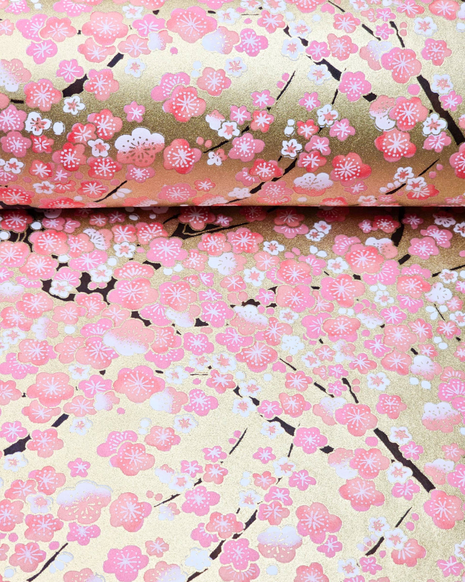 Japanese chiyogami paper featuring pink and white plum blossom trees with dark brown branches on a metallic gold background, shown rolled to highlight the design.