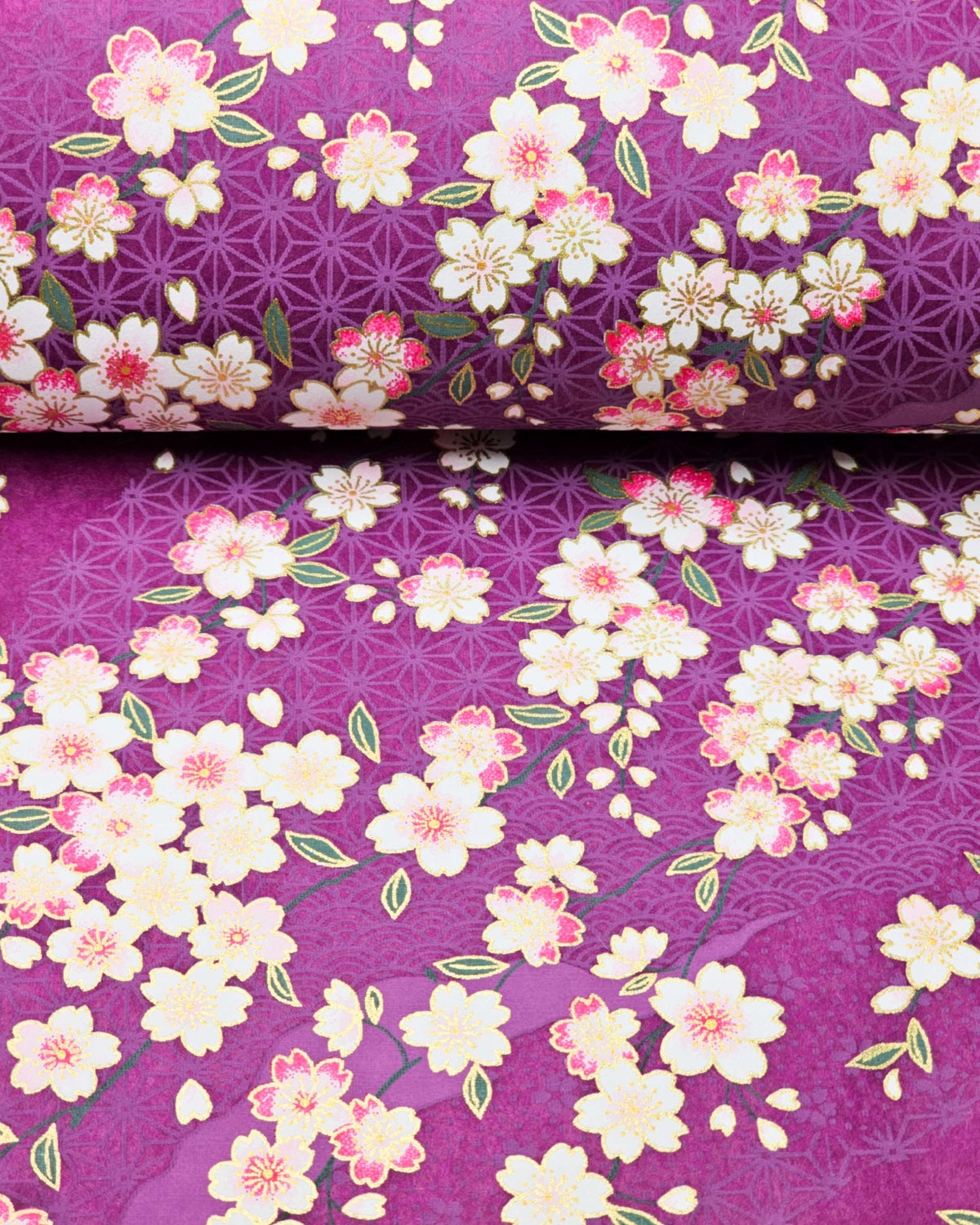 Japanese chiyogami paper featuring pink and white cherry blossoms on a purple background with light asanoha (hemp leaf) and small cherry blossom silhouettes and metallic gold details, shown rolled to highlight the design.