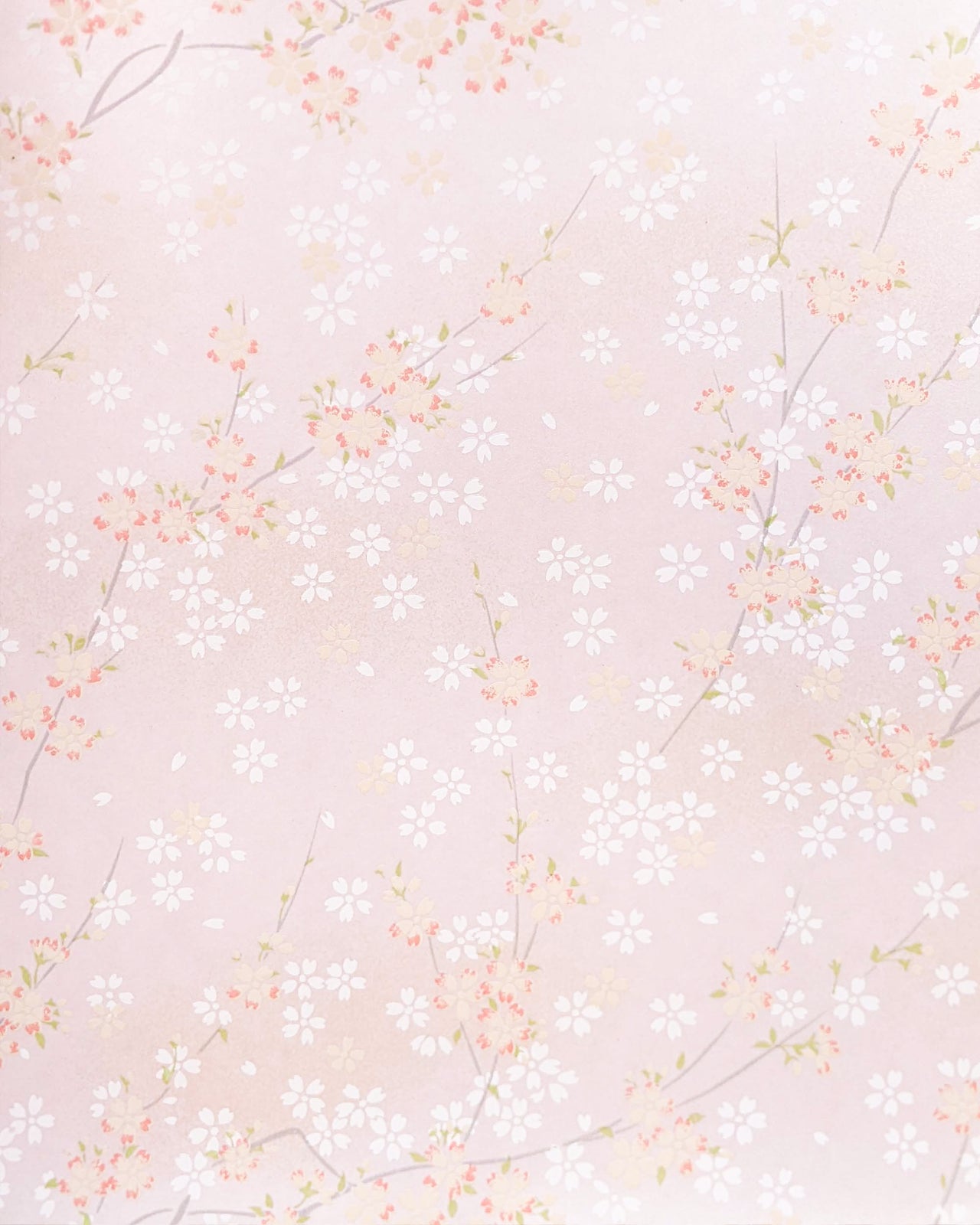 0809 Cherry Blossoms on Pearlescent Pink